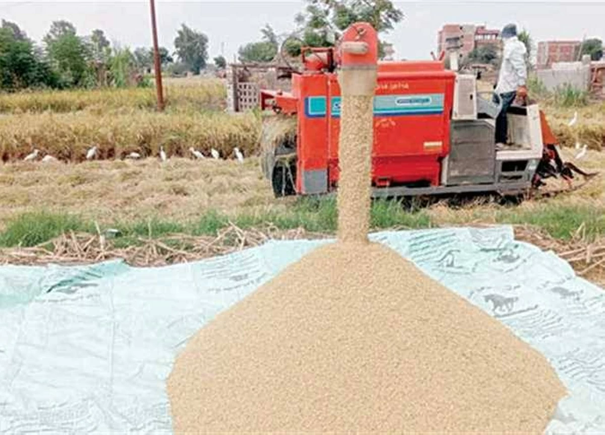 بكام الطن؟.. سعر الأرز الشعير والأبيض بأسواق الشرقية اليوم الجمعة 3-7-2026