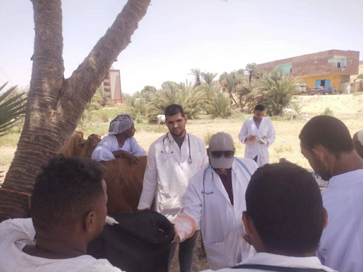 علاج 208 رؤوس ماشية خلال قوافل بيطرية في قرى أسوان