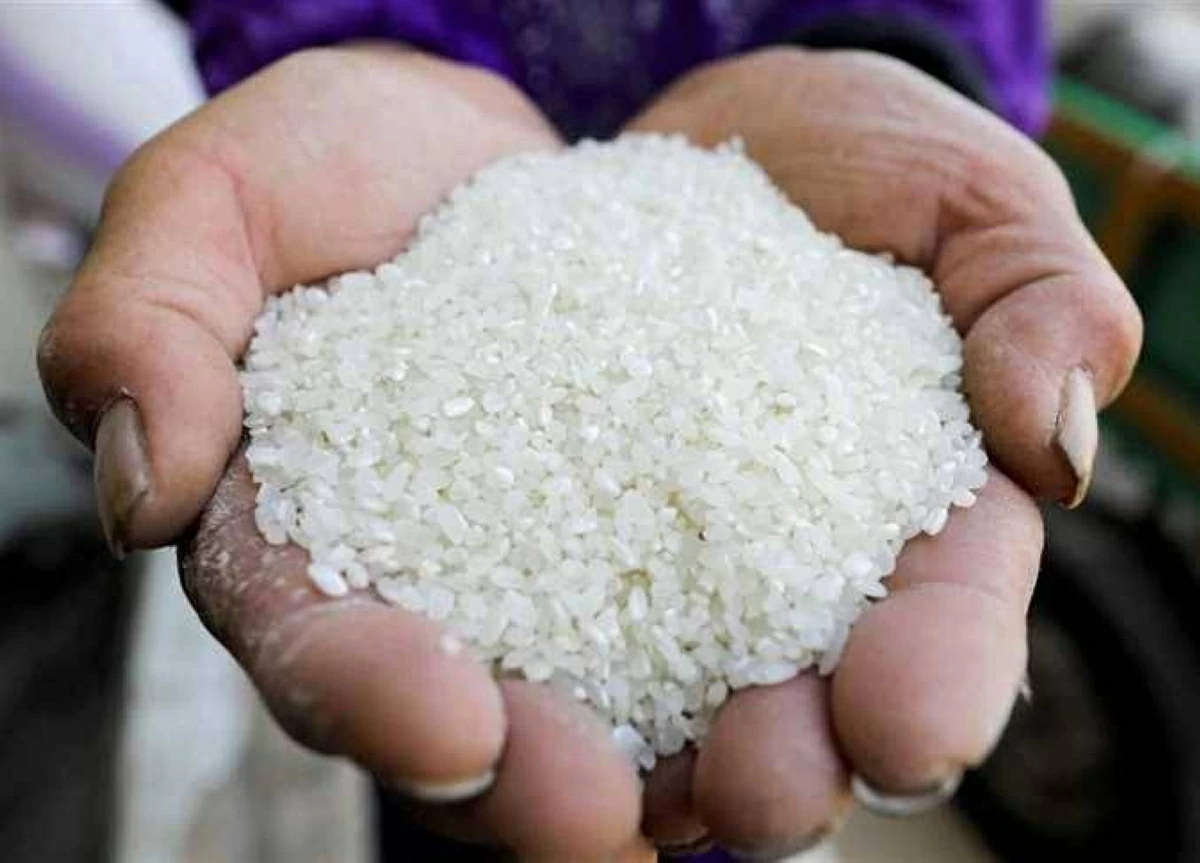 طن الشعير الآن.. سعر الأرز «رفيع وعريض الحبة» بأسواق الشرقية اليوم السبت 4-7-2026