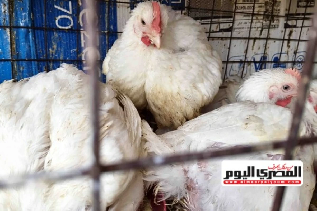 سعر الفراخ البيضاء بعد آخر انخفاض.. أسعار الدواجن اليوم الأحد 26 يوليو 2026