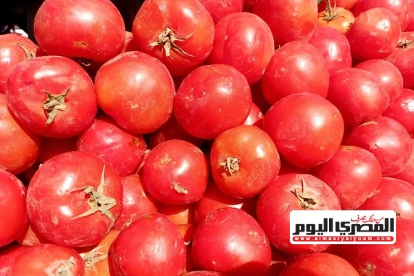 هل تكسر الطماطم حاجز الـ40 جنيهًا؟ توقعات جديدة بشأن الأسعار