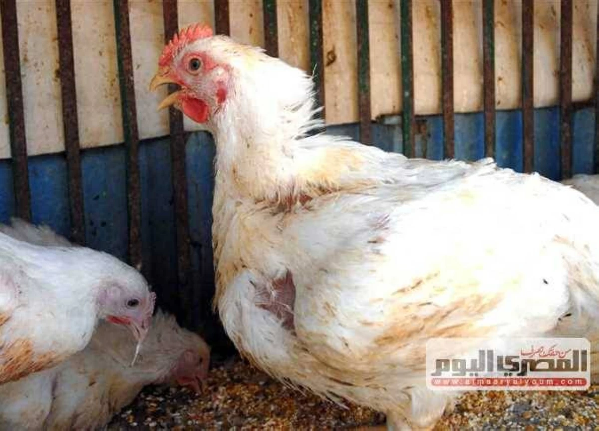 كيلو الفراخ البيضاء بكام النهارده؟ أسعار الدواجن اليوم الجمعة 26 يونيو 2026 بالأسواق والبورصة