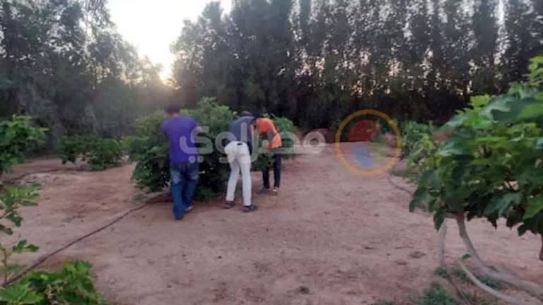 من الصباح الباكر إلى الأسواق.. رحلة جني "التين البرشومي" في جنوب سيناء -صور